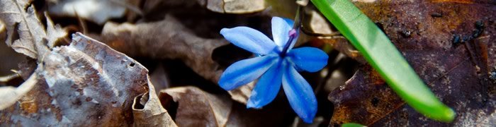 mindfulness MBCT